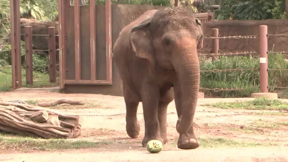 Elephant predicts Super Bowl LIX winner. Watch here