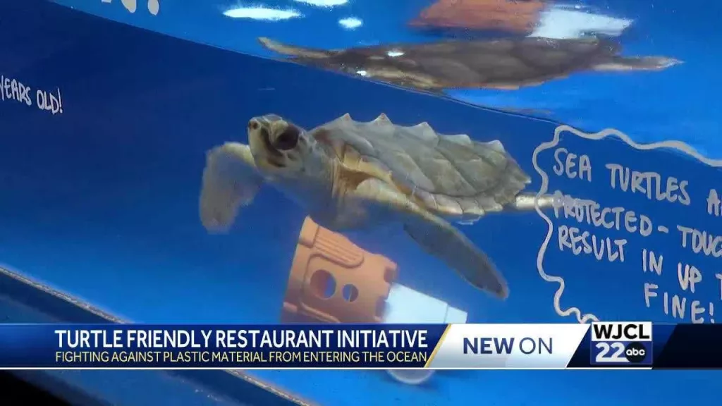 Ways you can get involved to prevent plastic from entering Tybee Island beaches