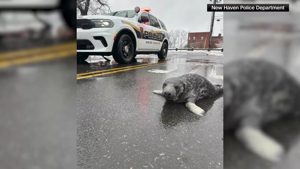 Baby seal rescued after being found wandering Connecticut street