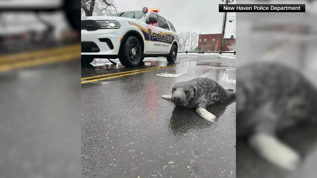 Baby seal rescued after being found wandering Connecticut street