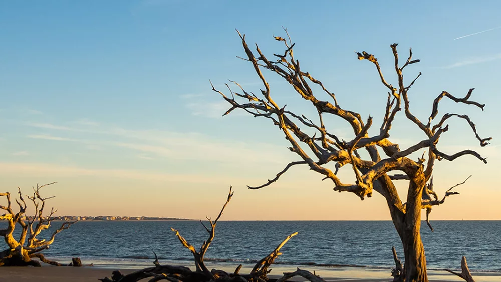 Jekyll Island's Driftwood Beach named one of the top US beaches by Tripadvisor