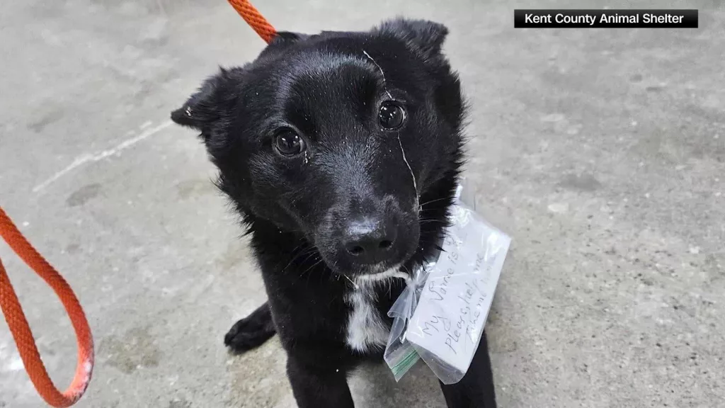 'Please Help Me, Take Me Home': Dog found in parking lot with heartfelt note seeks forever home