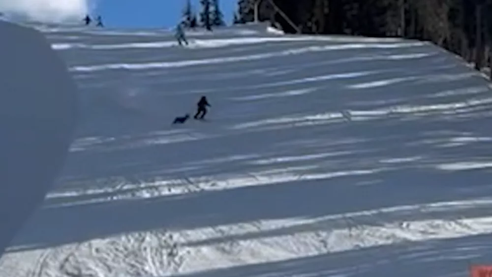 'There's a deer!': Ski patrol’s close call as deer sprints across slope