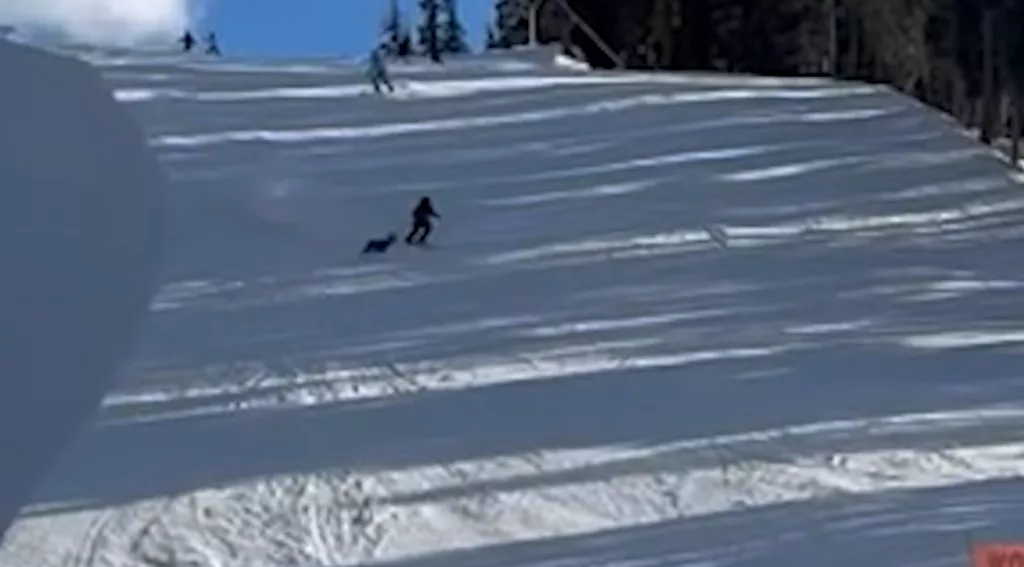 'There's a deer!': Ski patrol’s close call as deer sprints across slope