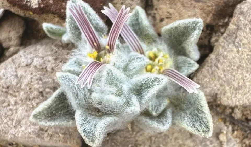 Meet the 'wooly devil,' a new fuzzy plant species discovered in Texas’ Big Bend National Park