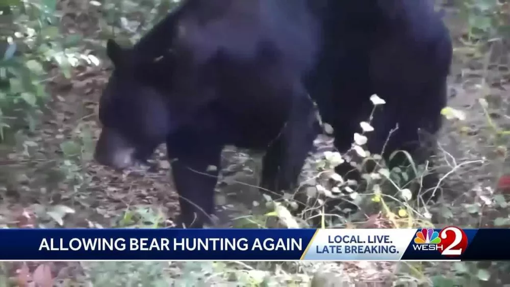 Florida considers lifting bear hunting ban after nearly a decade