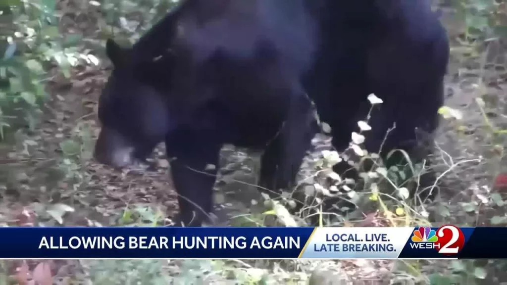 Florida considers lifting bear hunting ban after nearly a decade