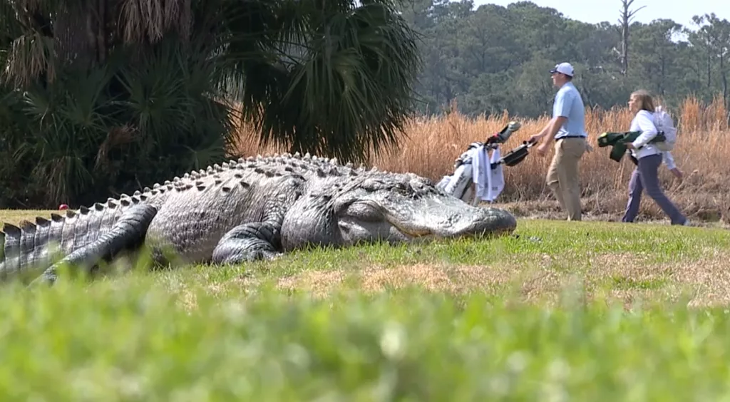 Massive Alligator Becomes Local Celebrity at The Legends Golf Course on Parris Island