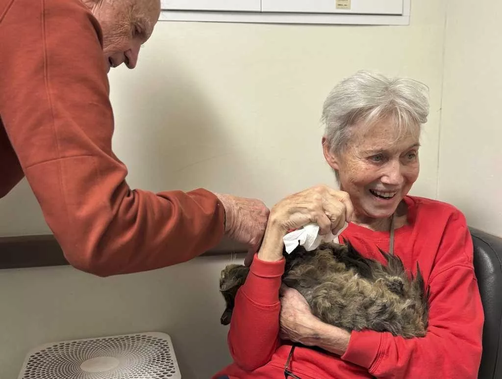 One cat's incredible reunion with its owner after the LA wildfires