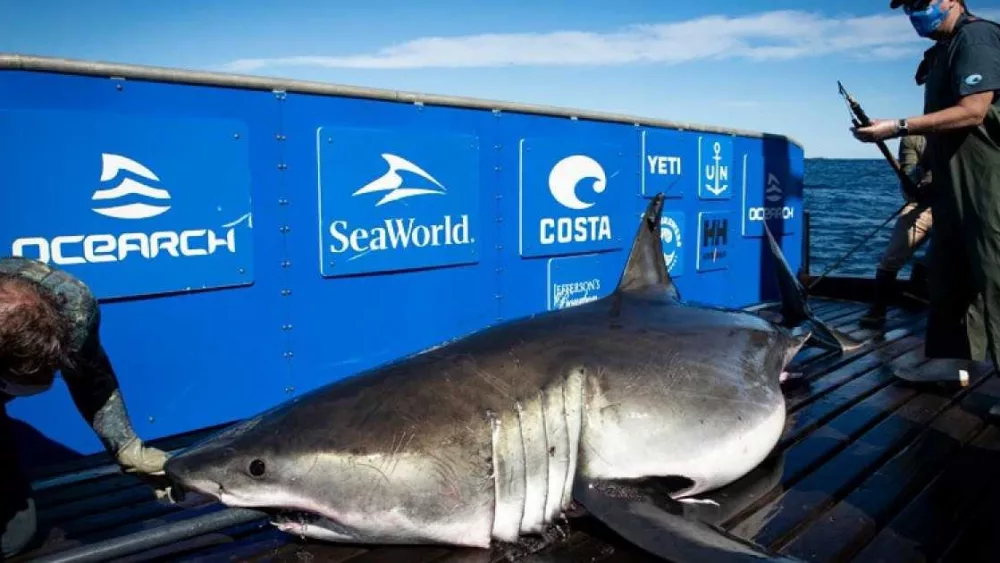 Massive shark weighing more than 1,400 pounds pings near Georgia, South Carolina coast