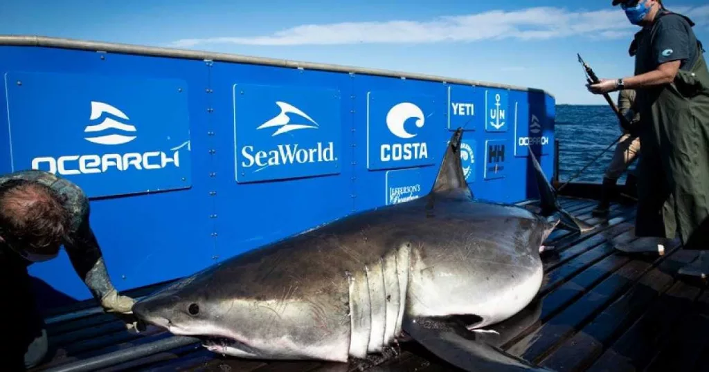 Massive shark weighing more than 1,400 pounds pings near Georgia, South Carolina coast