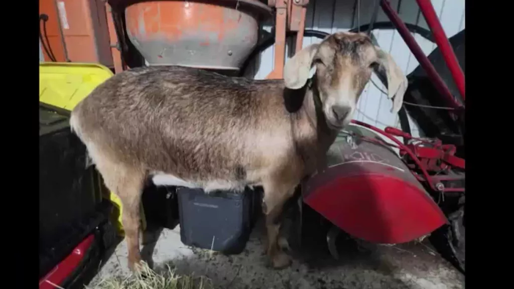 VIDEO: Bodycam footage captures Ohio goat chase on busy highway