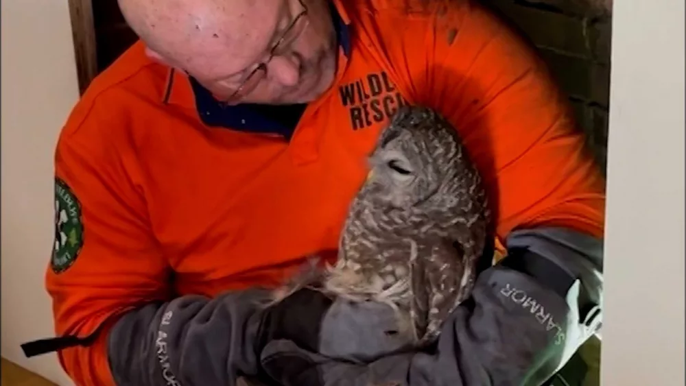 WATCH: Owl rescued after being trapped in chimney for days