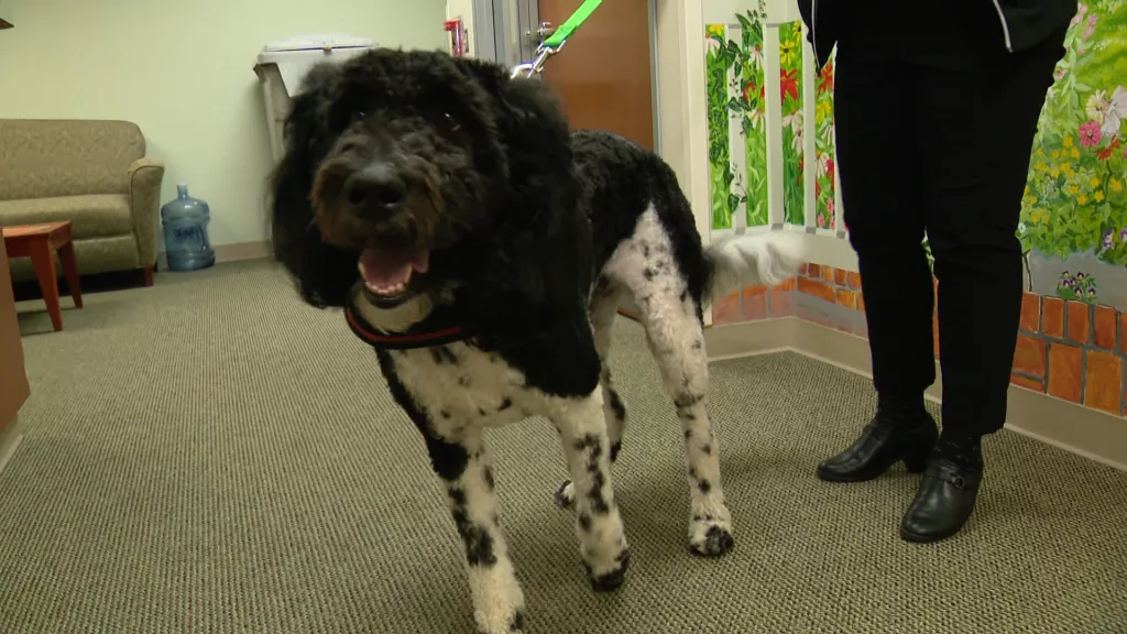 Therapy dog named after MLB player brings support, smiles to community