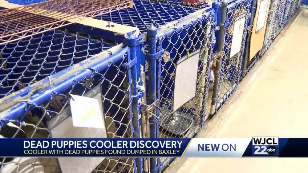 Puppies found dead in cooler spark animal welfare crisis