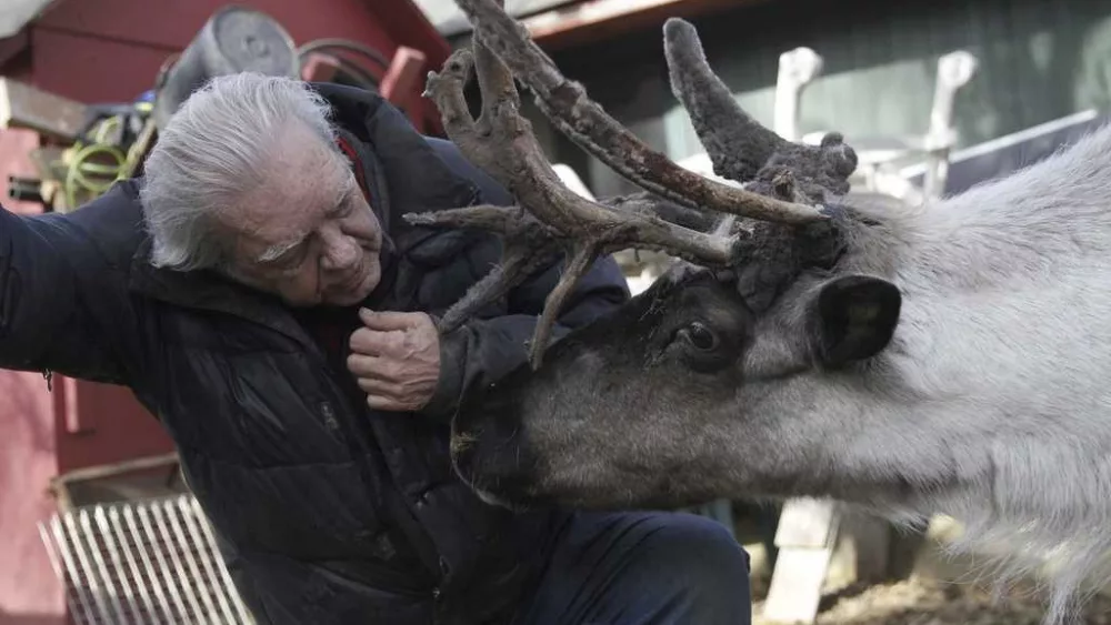Internationally known pet reindeer euthanized after someone tampered with pen, possibly poisoned him