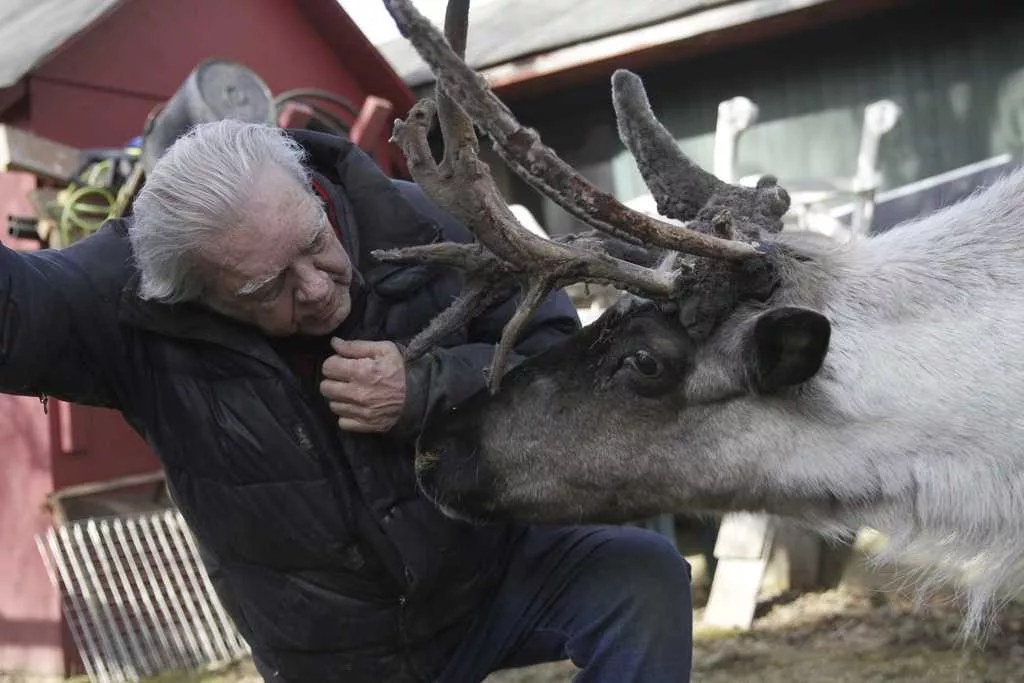 Internationally known pet reindeer euthanized after someone tampered with pen, possibly poisoned him