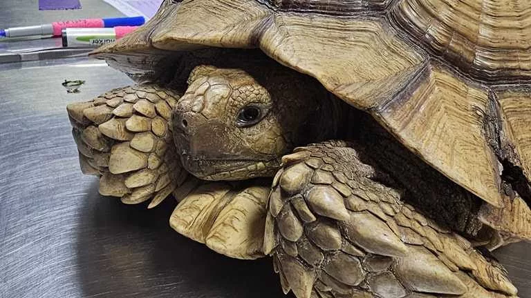 Mississippi turtle rescue helps tortoise that was lost during tornado outbreak