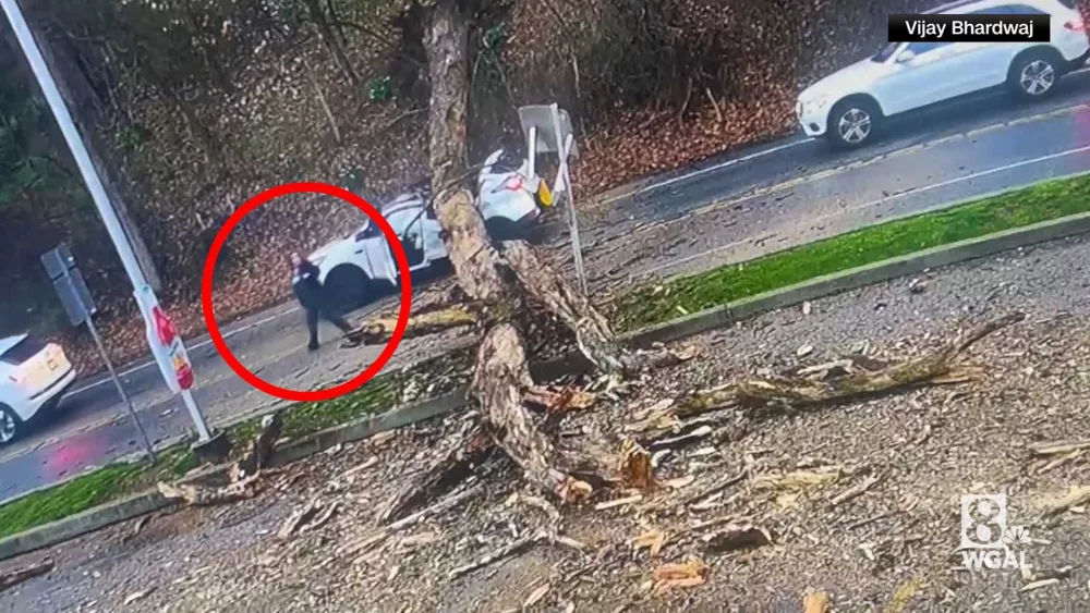Wild video: Witness recalls near-death experience as massive tree falls on car: 'I heard cracking'