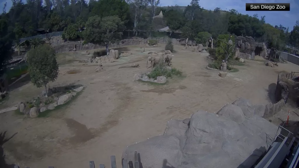 WATCH: Elephants at San Diego Zoo form protective circle during quake