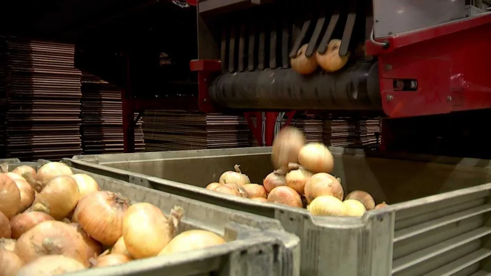Vidalia sweet onions are shipping to the stores.