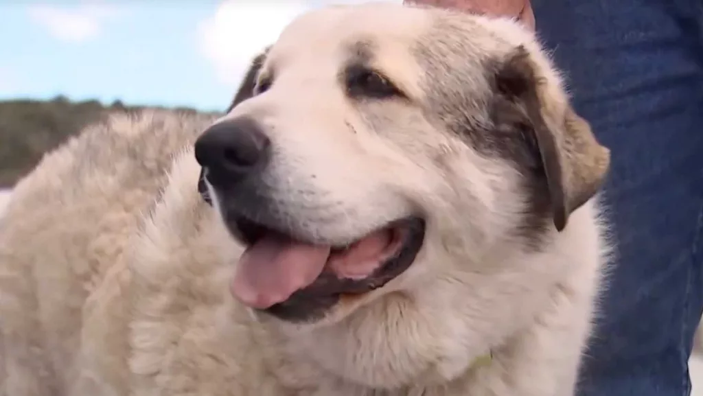 Arizona toddler rescued by ranch dog after night in desert