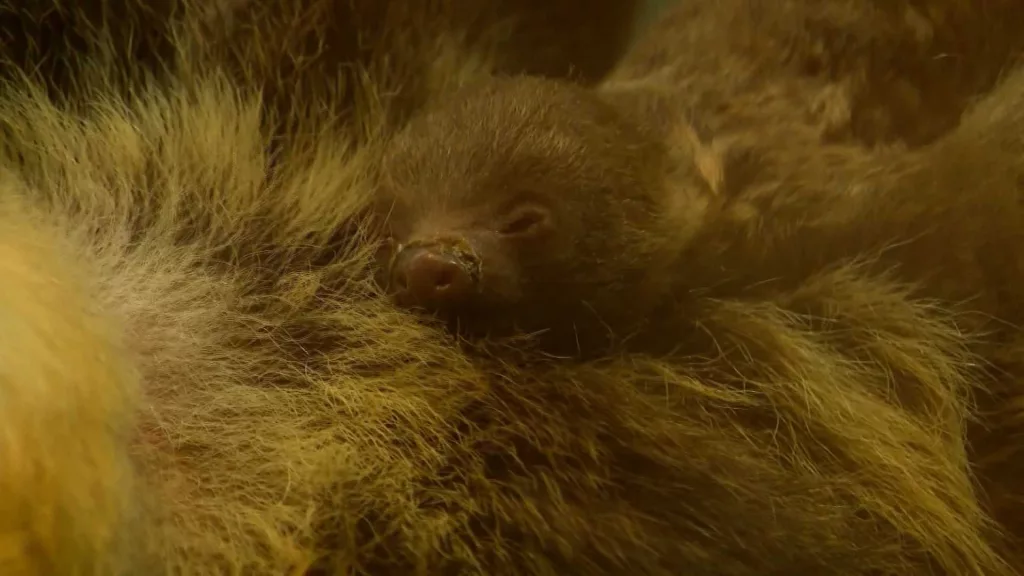 VIDEO: In a rare moment, a sloth delivers baby in front of visitors at a Minnesota zoo