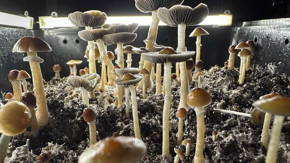 Poison control calls are rising as more people use psilocybin, study finds