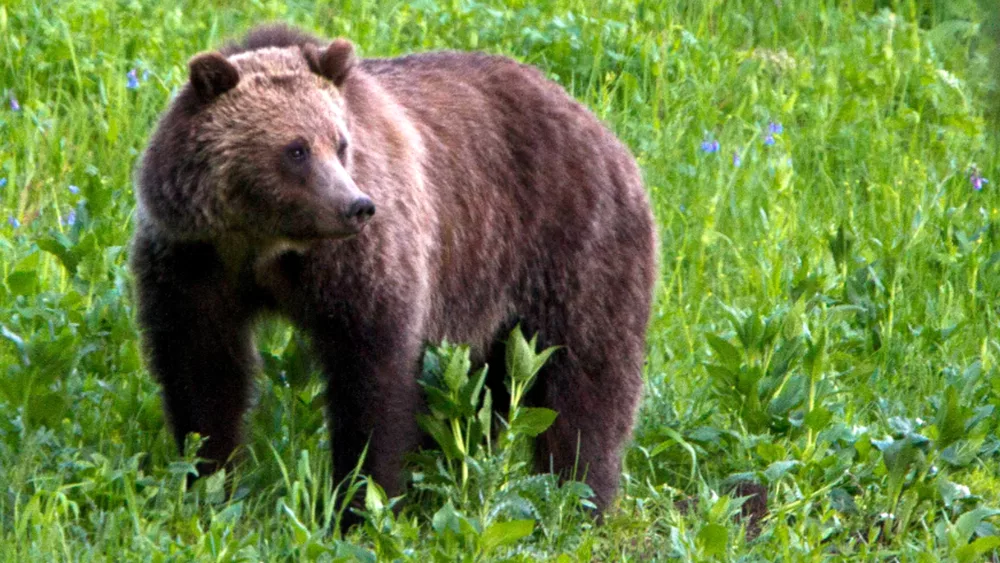Georgia wildlife officials issue warning after 300-pound bear hit by car, euthanized