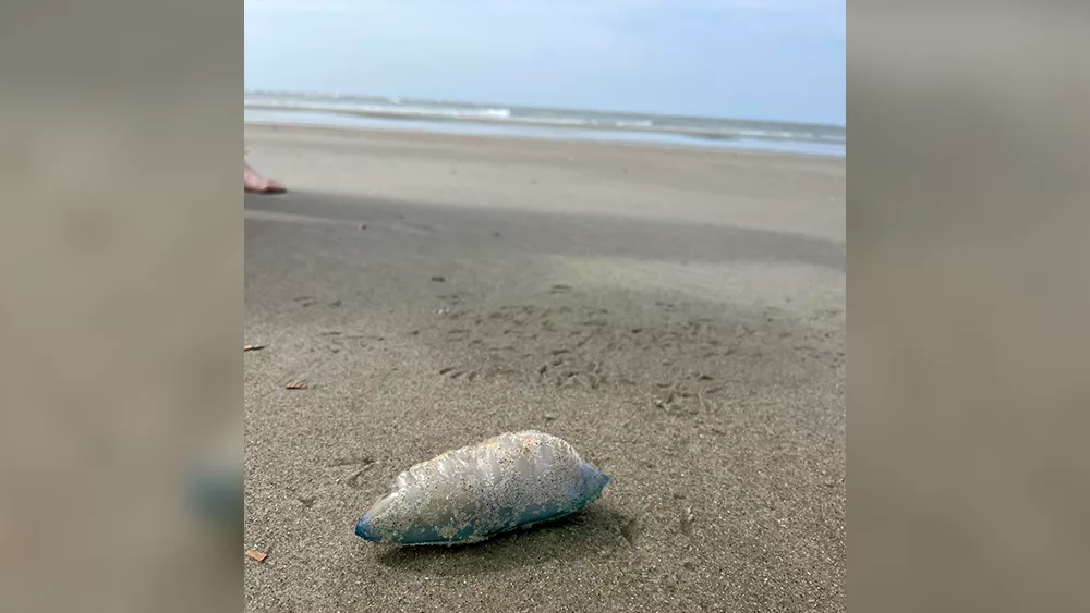 Beachgoers Beware: Portuguese man-o' war spotted on Tybee Island