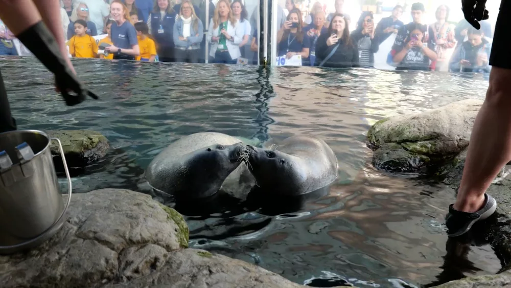 News We Love: Seals celebrate 40th birthdays at aquarium