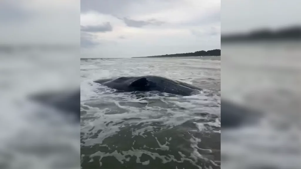 Whale washes ashore near Hilton Head Island resort