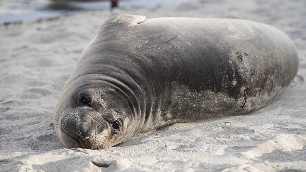 Baby seal stabbed multiple times on Oregon beach