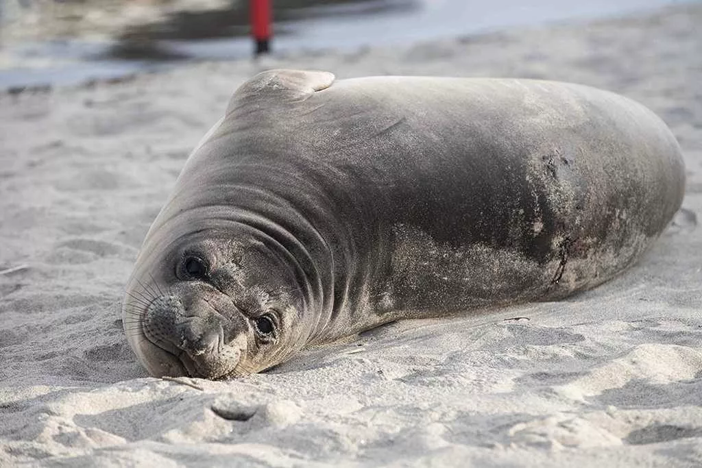 Baby seal stabbed multiple times on Oregon beach