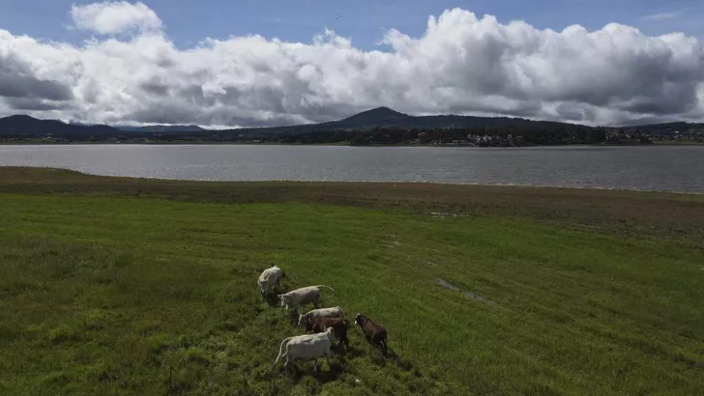 US halts Mexican cattle imports over screwworm outbreak