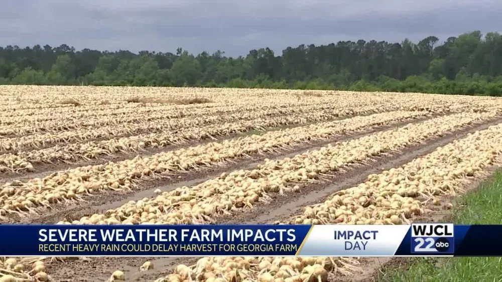 'We’ll be in good shape': Shuman Farms stays hopeful despite rain delays in vidalia onion harvest