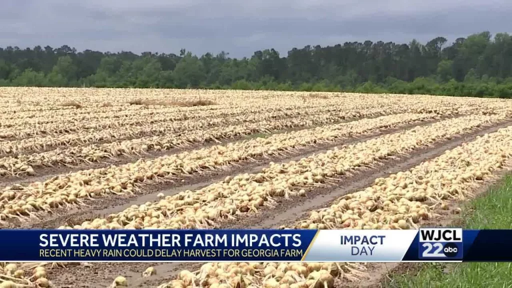 'We’ll be in good shape': Shuman Farms stays hopeful despite rain delays in vidalia onion harvest