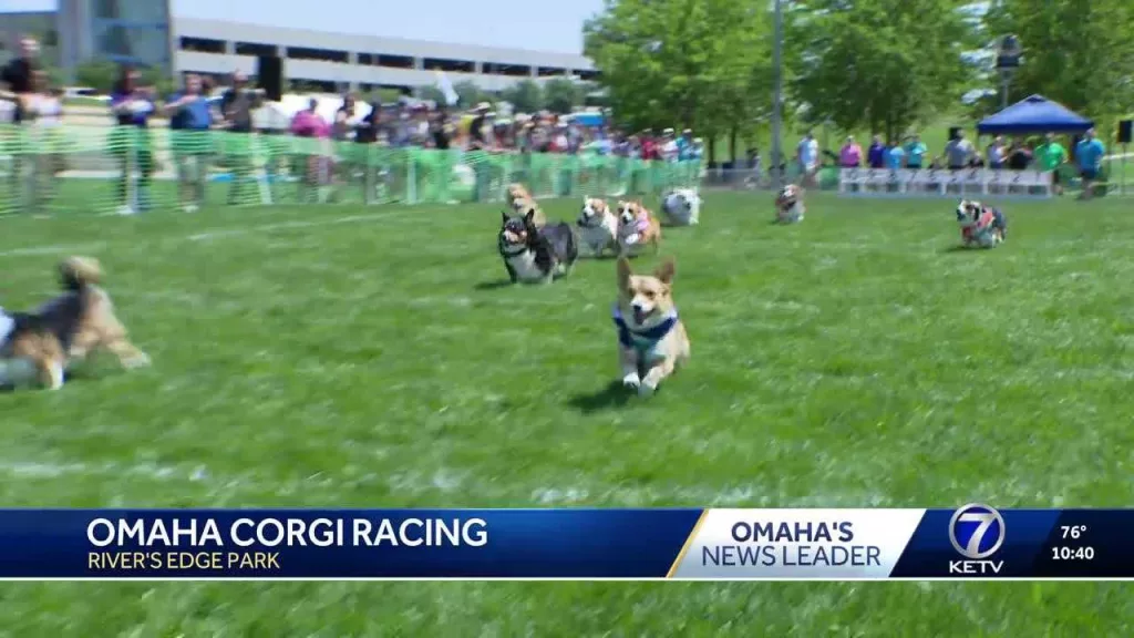 Corgis dash and dawdle at annual Corgi race for shelter support
