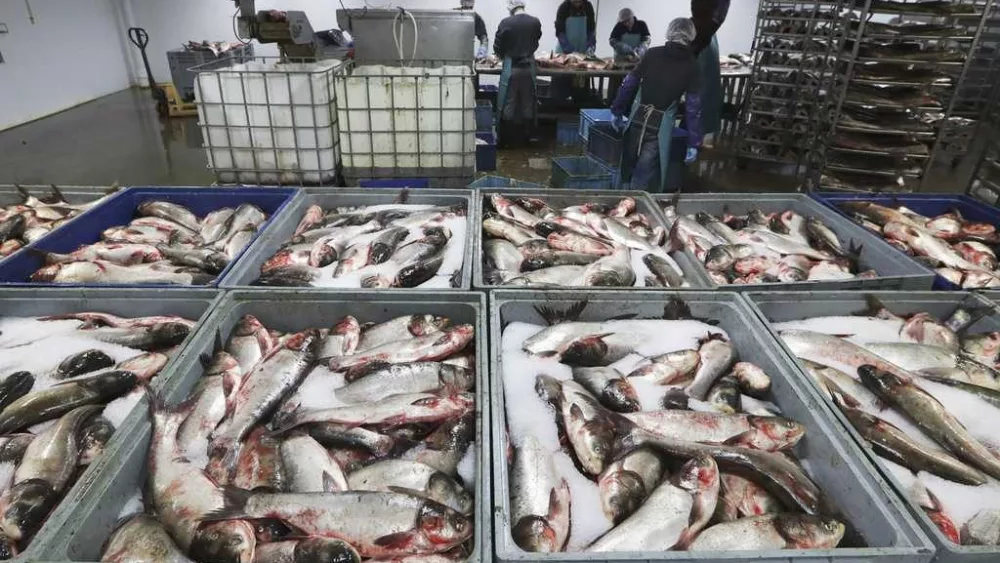 Great Lakes' $7 billion fishing industry may get a reprieve from the great carp invasion after all