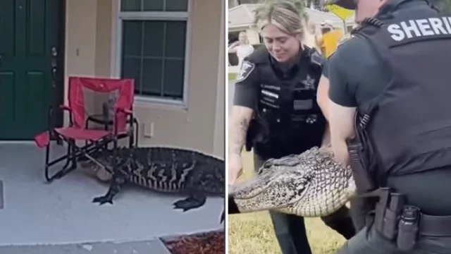 Video: Large alligator seen 'knocking' at front door of Florida home