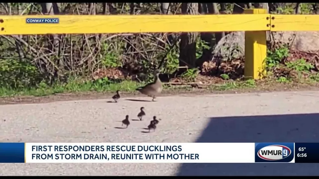 First responders rescue ducklings, reunite them with their mother