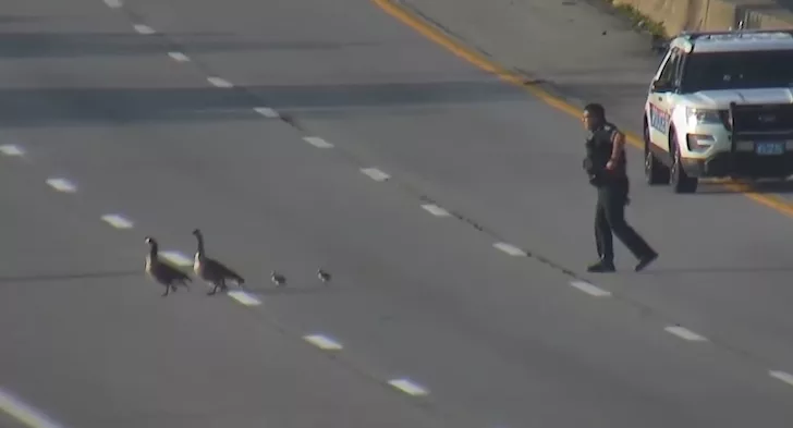 VIDEO: Officer helps safely escort family of geese off Ohio interstate