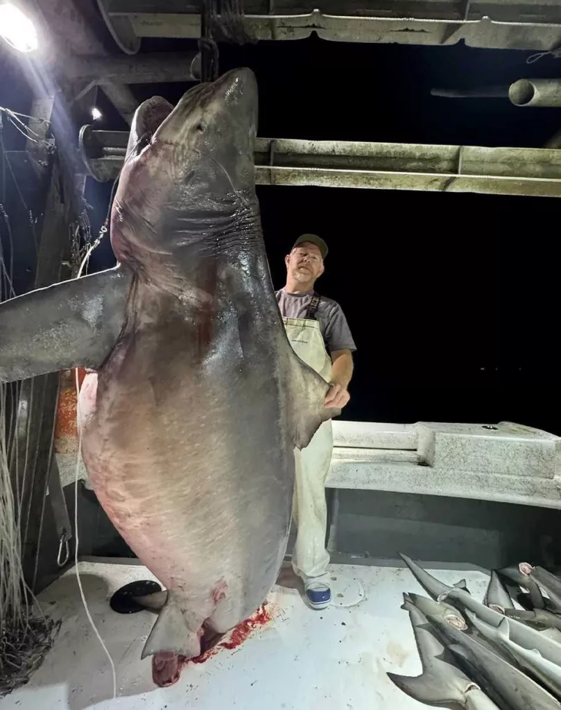 Bull shark weighing more than 500 pounds caught off the coast of Alabama