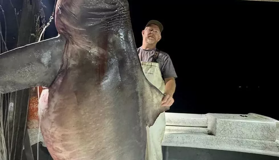 Bull shark weighing more than 500 pounds caught off the coast of Alabama
