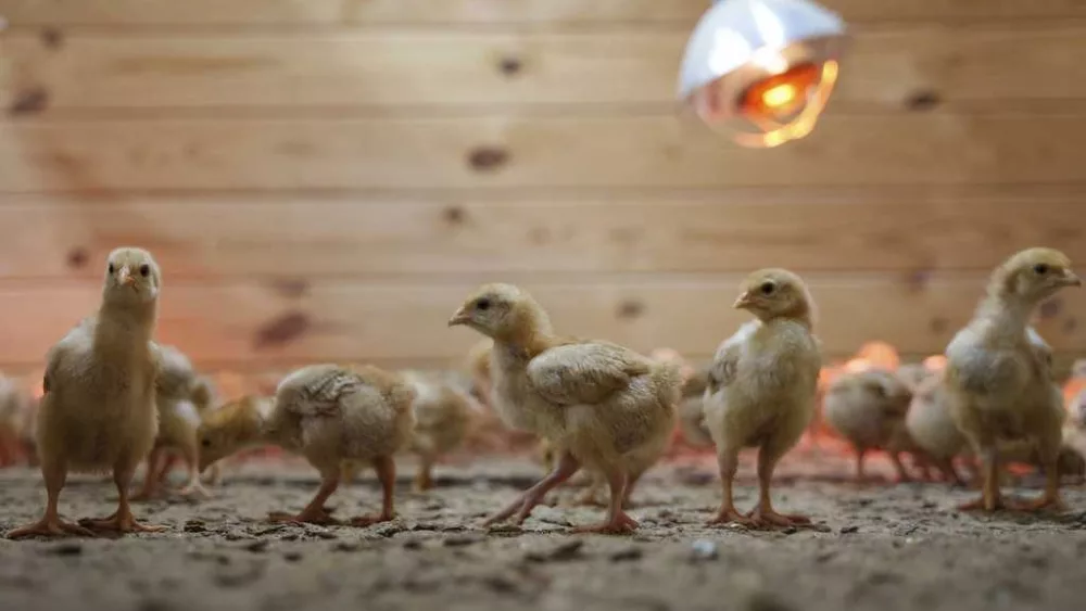 Shipment of thousands of chicks found abandoned in USPS truck now overwhelming an animal shelter