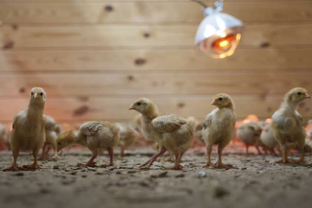 Shipment of thousands of chicks found abandoned in USPS truck now overwhelming an animal shelter