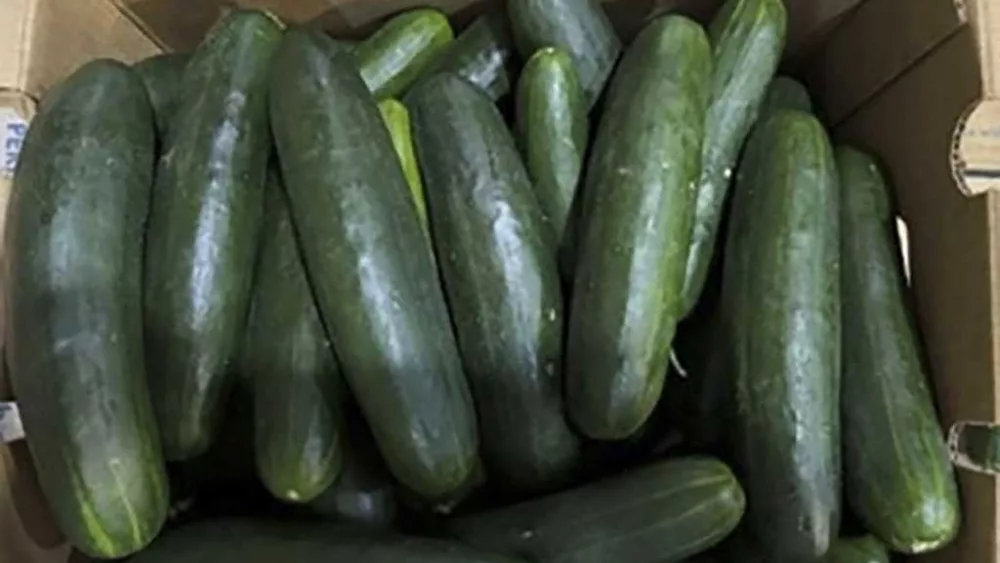 New salmonella outbreak tied to same Florida grower with tainted cucumbers last year