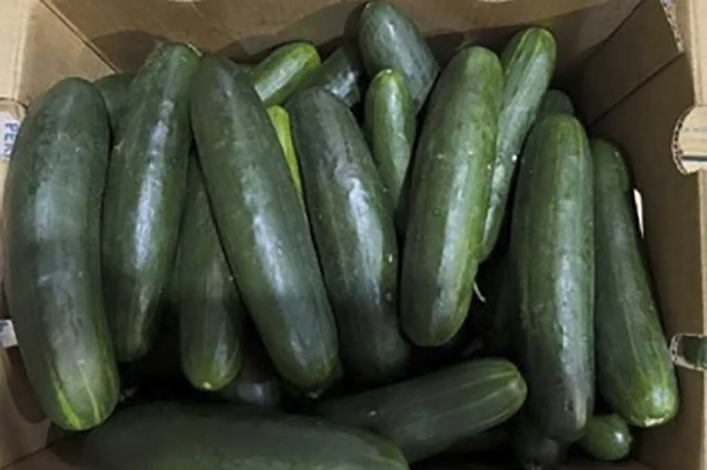 New salmonella outbreak tied to same Florida grower with tainted cucumbers last year