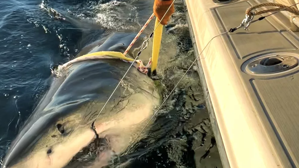 1,600-pound great white shark pings off the coast of South Carolina