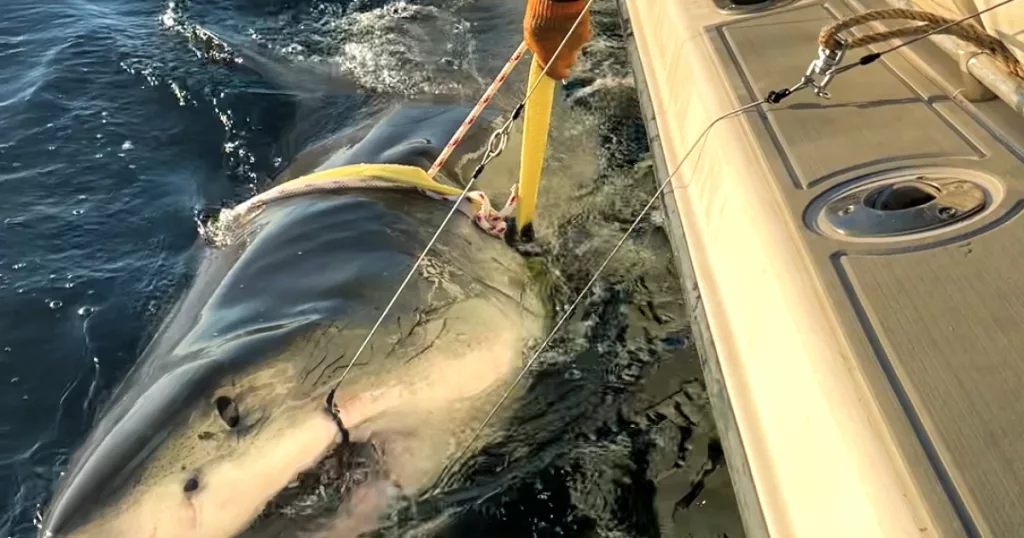 1,600-pound great white shark pings off the coast of South Carolina
